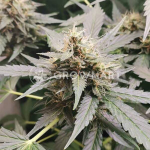 BIG-BANG-AUTO_Autoflowering_semínka_konopí