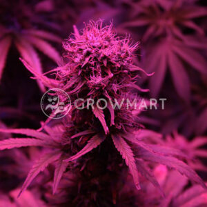 semínka konopí Blueberry Auto