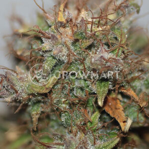 semínka konopí Blueberry Auto