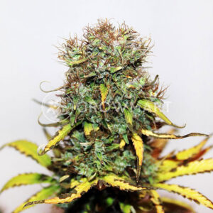 semínka konopí Blueberry Auto
