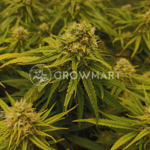 Barney´s Farm - BLUE SUNSET SHERBERT | Feminized hemp seeds - Image 5