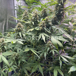 Baba_Yaga_seminka_konopi