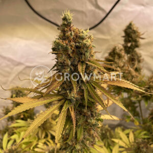 BadAzz_Cheese_Feminizované_semínka_konopí