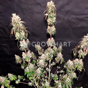 Badazz_Cookies_OG_seminka_konopi