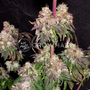 Badazz_Cookies_OG_seminka_konopi