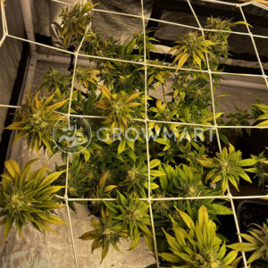 Banana_Cookies_seminka_konopi