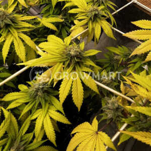 Banana_Cookies_seminka_konopi