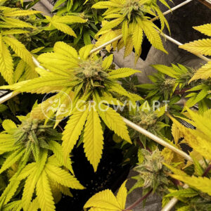 Banana_Cookies_seminka_konopi