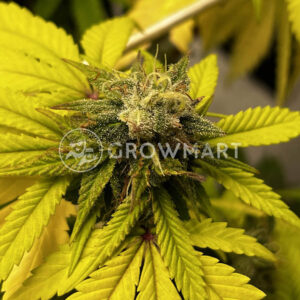 Banana_Cookies_seminka_konopi