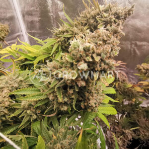 Seminka_konopi_Banana_Glue