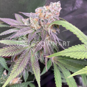 Banana_Sherbet_XL_Auto_seminka_konopi