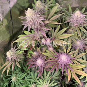 Banana_Sherbet_XL_Auto_seminka_konopi