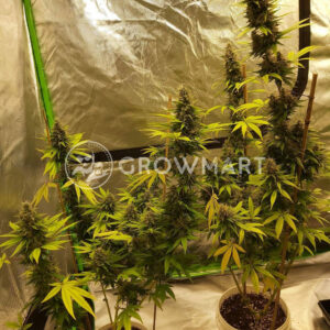 Bangi_Haze_Regulerni_seminka_konopi