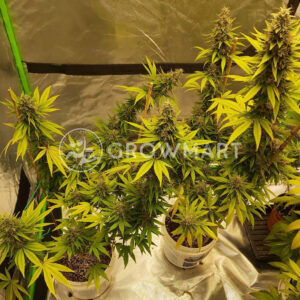 Bangi_Haze_Regulerni_seminka_konopi