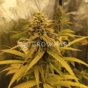 Banshee_Feminizovana_seminka_konopi