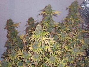 Sensi Seeds - Big Bud Feminized | Feminized Cannabis Seeds - Image 9