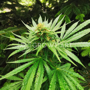 Big_Altai_Sativa_Feminizované_semínka_konopí