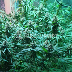 Big_Altai_Sativa_Feminizované_semínka_konopí