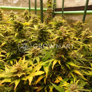 Big_Bud_Automatic_Autoflower_semena_konopí