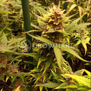Big_Bud_Automatic_Autoflower_semena_konopí