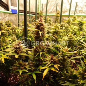 Big_Bud_Automatic_Autoflower_semena_konopí