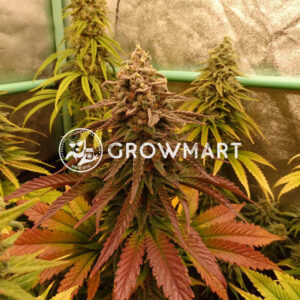 Big_Bud_Fem_Feminizované_semínka_konopí