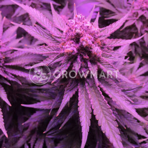 Big_Bud_XXL_Feminizované_semínka_konopí