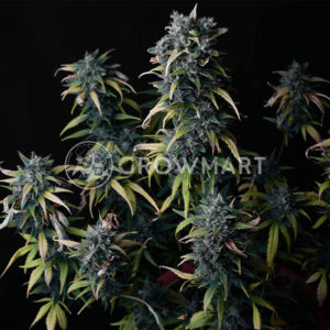 Big_Devil_#2_Auto_Seminka_konopi