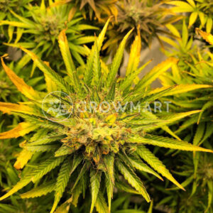 Big_Devil_Fast_Version_Feminizované_semínka_konopí