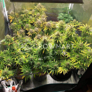 Big_Devil_Fast_Version_Feminizované_semínka_konopí