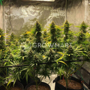Big_Devil_Fast_Version_Feminizované_semínka_konopí