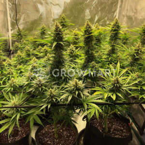 Big_Devil_Fast_Version_Feminizované_semínka_konopí