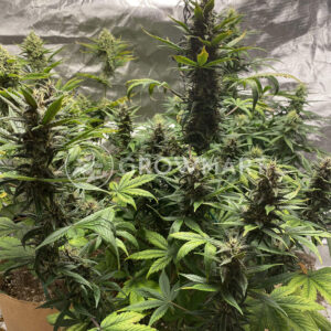 Big_Devil_XL_Auto_Autoflowering_semínka_konopí