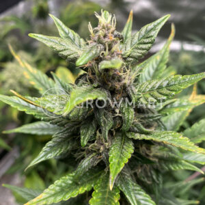 Big_Devil_XL_Auto_Autoflowering_semínka_konopí