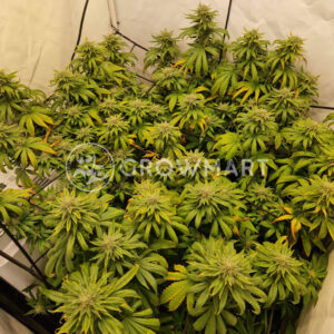 Biscotti_seminka_konopi