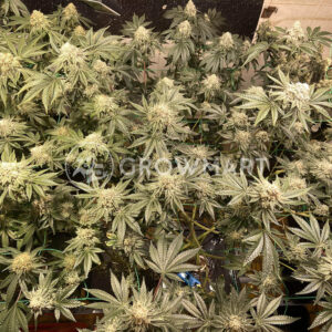 Biscotti_seminka_konopi