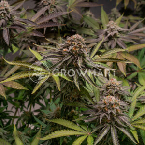 Biscotti_Mintz_seminka_konopi