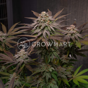 Biscotti_Mintz_seminka_konopi