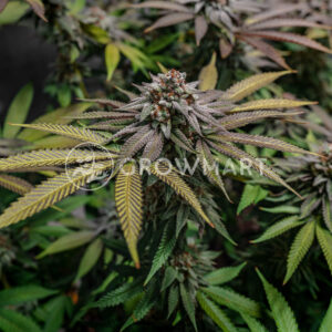 Biscotti_Mintz_seminka_konopi