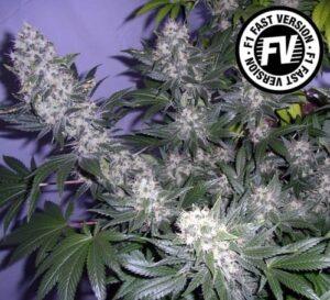 Black-Jack-Fast-Version-Sweet-seeds-Growshop-Growmart