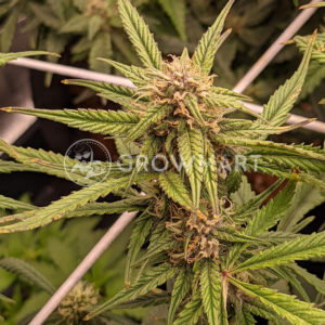 Black_Babushka_Auto_Autoflowering_semínka_konopí