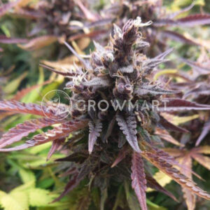 Black_Babushka_Auto_Autoflowering_semínka_konopí