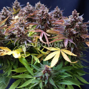 Black_Babushka_Auto_Autoflowering_semínka_konopí