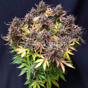 Black_Babushka_Auto_Autoflowering_semínka_konopí