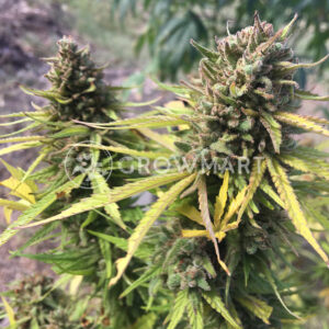 Black_Cherry_Punch_Samokvetoucí_semínka_konopí