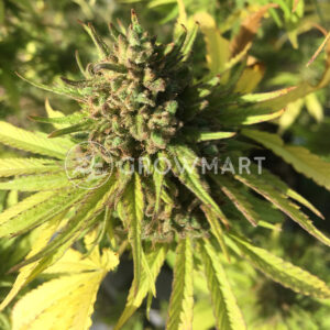 Black_Cherry_Punch_Samokvetoucí_semínka_konopí