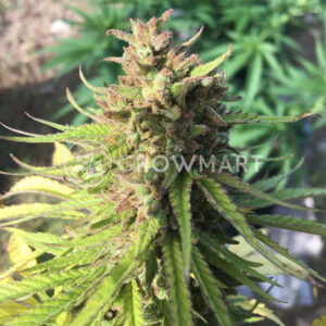 Black_Cherry_Punch_Samokvetoucí_semínka_konopí