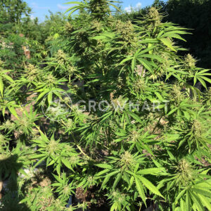 Black_Cherry_Punch_Samokvetoucí_semínka_konopí