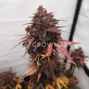 Black_Cream_Auto_Autoflowering_semínka_konopí