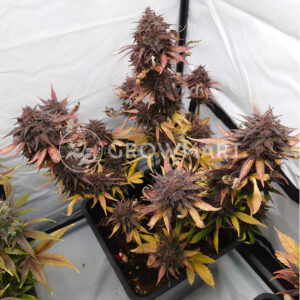 Black_Cream_Auto_Autoflowering_semínka_konopí